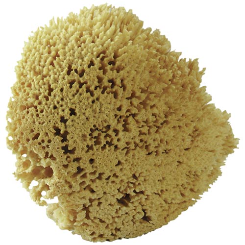 FAUX APPLICATOR SPONGES